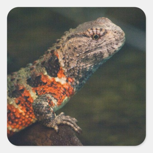 Sticker Carré Shinisaurus crocodile (Devant)