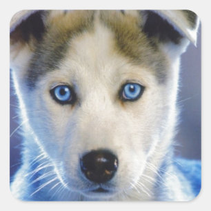 Sticker Carré Siberian Husky Puppy