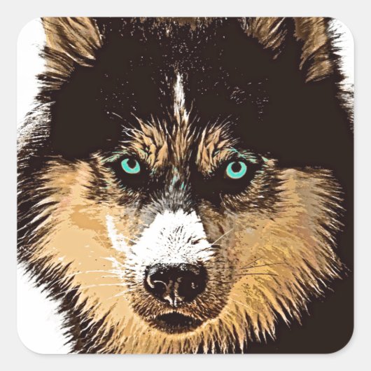 Sticker Carré Sibérien Husky (Devant)