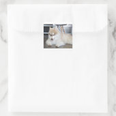 Sticker Carré sibérien husky sable et chiot blanc (Sac)