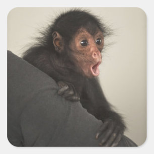 Sticker Carré Singe araignée à face rouge Ateles paniscus)