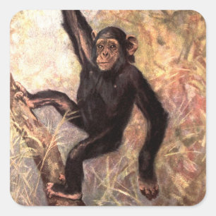 Sticker Carré Singe chimpanzé par CE Swan, Animaux sauvages Vint
