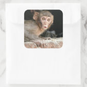 Sticker Carré Singe effrayé aux grands yeux (Sac)