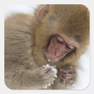 Sticker Carré Singe japonais de neige du Macaque   de bébé