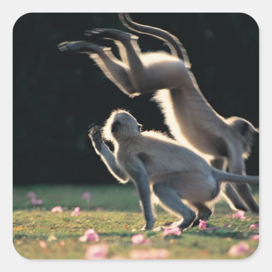 Sticker Carré Singes jouant (Devant)