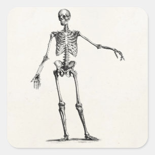 Sticker Carré Skeleton Retro Anatomy Skeletons des années 1800 v