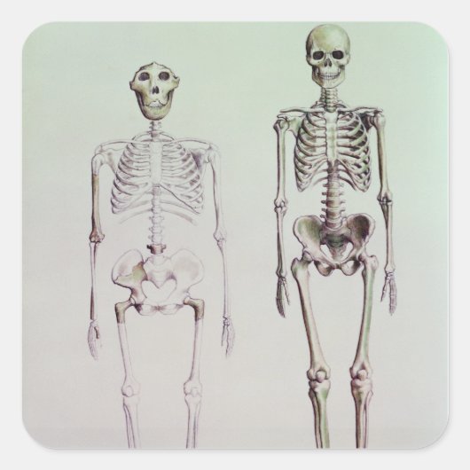 Sticker Carré Skeletons d'Australopithèque Boisei (Devant)