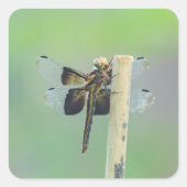 Sticker Carré Skimmer (Devant)