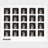 Sticker Carré Smiling Boston terrier with collar (Feuille)