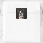 Sticker Carré Smiling Boston terrier with collar (Sac)