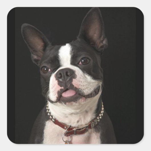 Sticker Carré Smiling Boston terrier with collar (Devant)