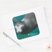 Sticker Carré Smithsonian | Lion de mer (Enveloppe)