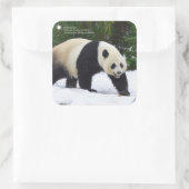 Sticker Carré Smithsonian | Pandas Géants Dans La Neige (Sac)