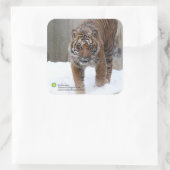 Sticker Carré Smithsonian | Sumatran Tiger Damai (Sac)