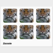 Sticker Carré Smithsonian | Sumatran Tiger Soyono (Feuille)