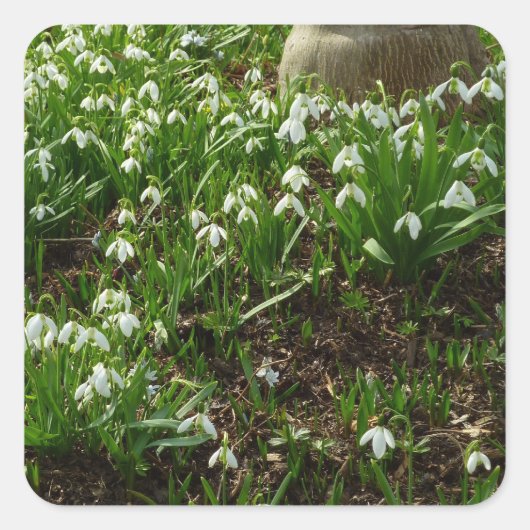 Sticker Carré Snowdrops (Devant)