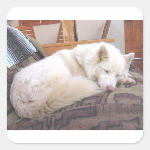 Sticker Carré sommeil blanc sibérien