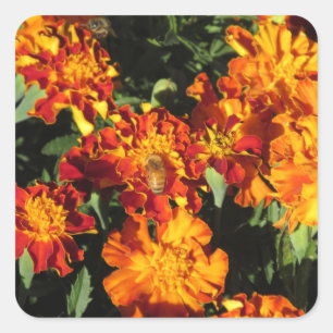 Sticker Carré Soucis avec une abeille