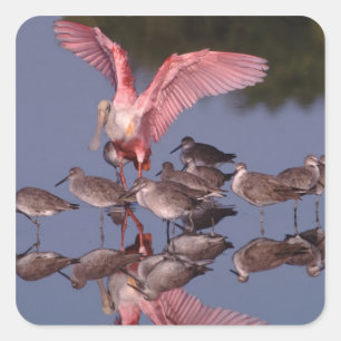 Sticker Carré Spatule rosée avec des willet dans des eaux peu pr