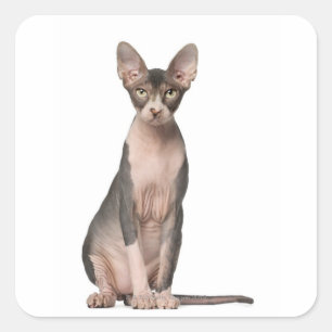 Sticker Carré Sphynx (7 months old) sitting