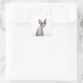 Sticker Carré Sphynx Cat with surprised expression (Sac)