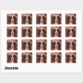 Sticker Carré Springer Spaniel anglais (Feuille)