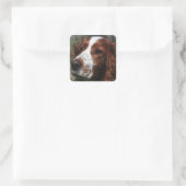 Sticker Carré Springer Spaniel Chien Art (Sac)