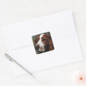 Sticker Carré Springer Spaniel Chien Art (Enveloppe)