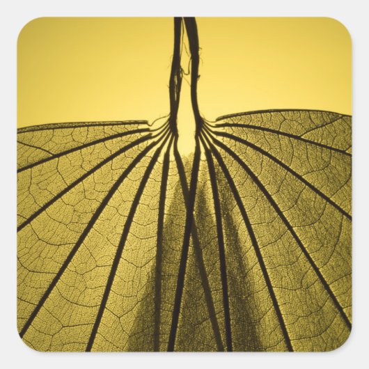 Sticker Carré Squelette feuille (Devant)