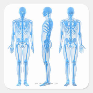 Sticker Carré Squelette mâle