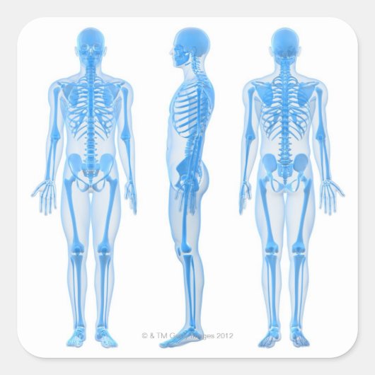 Sticker Carré Squelette mâle (Devant)