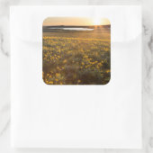 Sticker Carré Stand Of Arrowleaf (Sac)