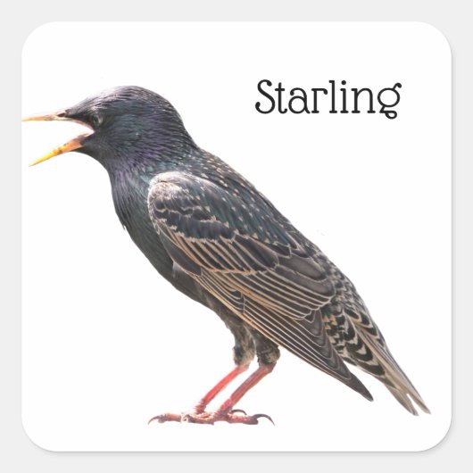 Sticker Carré Starling (Devant)