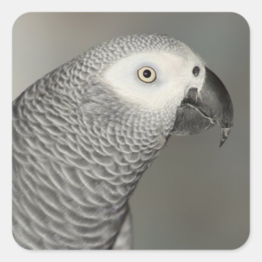 Sticker Carré Stately african Grey Parrot (Devant)