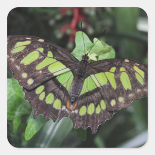 Sticker Carré Stelènes de Siproeta