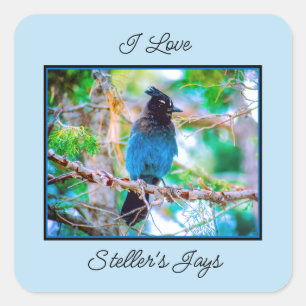 Sticker Carré Steller's Jay - Photographie originale