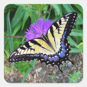 Sticker Carré Sticker-cadeau pour papillon à queue jaune