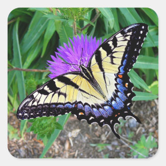 Sticker Carré Sticker-cadeau pour papillon à queue jaune