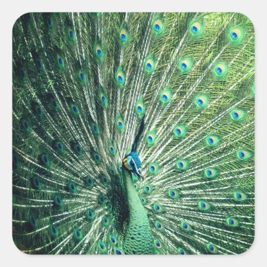 Sticker Carré Strut Peacock (Devant)