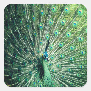 Sticker Carré Strut Peacock