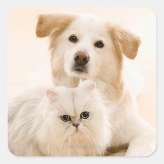 Sticker Carré Studio photo de chat et chien (Devant)