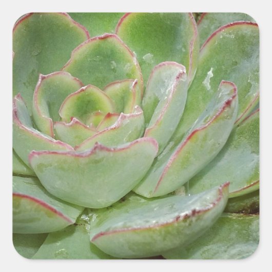 Sticker Carré Succulents (Devant)