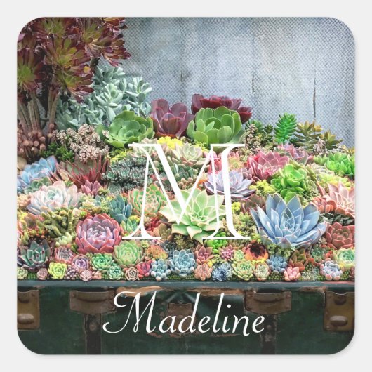 Sticker Carré Succulents dans la poitrine au trésor (Devant)