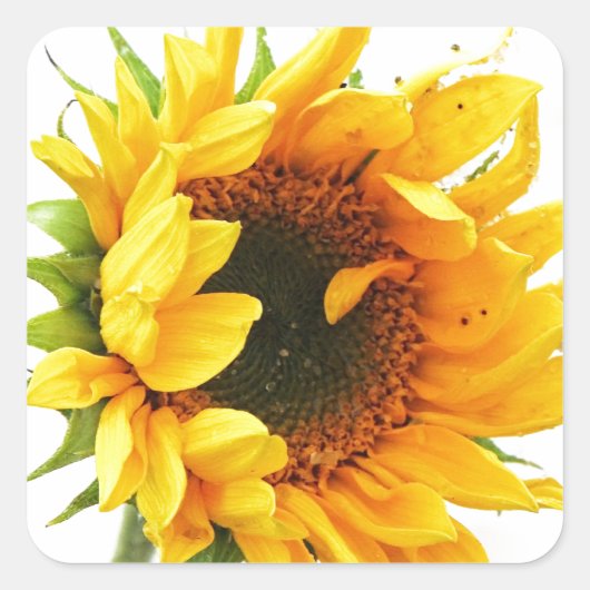 Sticker Carré Sunflower (Devant)