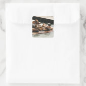 Sticker Carré Sunning Lions à San Francisco (Sac)