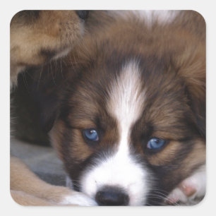 Sticker Carré Super mignonne Chien Australien