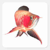 Sticker Carré Super Red Arowanaの製品 (Devant)