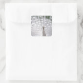 Sticker Carré Superbe blanc Peacock ( Paon) plein plume (Sac)