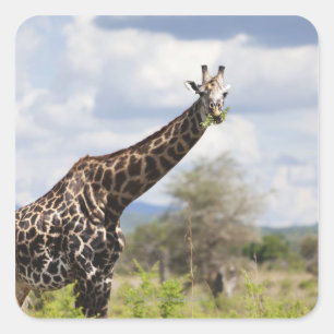 Sticker Carré Sur le safari en Tanzanie, l'Afrique