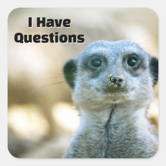 Sticker Carré Suricate drôle J'ai des questions Humour animal